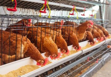 állattartó telepek