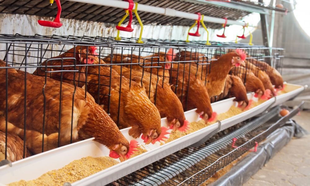 állattartó telepek