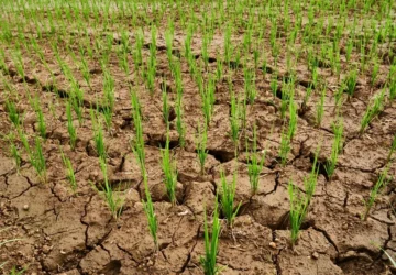 Mezőgazdasági kárenyhítési támogatás 2025-ben