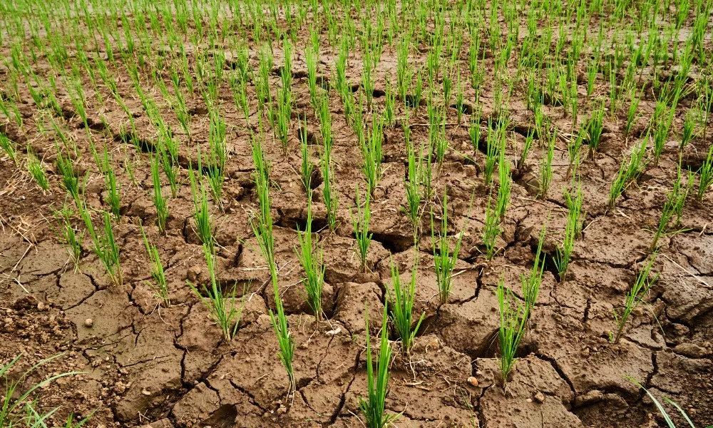 Mezőgazdasági kárenyhítési támogatás 2025-ben