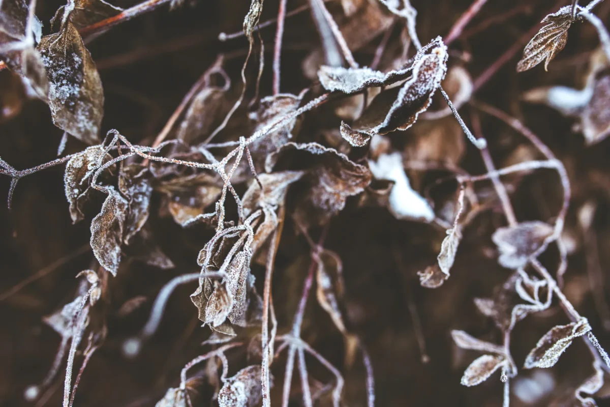 Rendkívüli támogatási lehetőség fagykárt szenvedett szőlő- és gyümölcstermelők részére