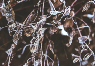 Rendkívüli támogatási lehetőség fagykárt szenvedett szőlő- és gyümölcstermelők részére