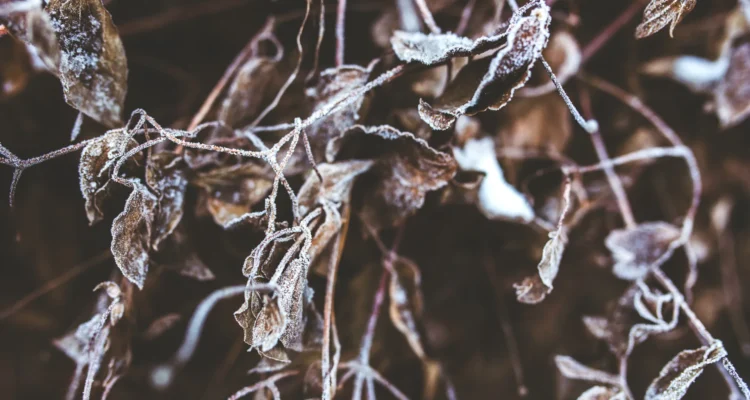 Rendkívüli támogatási lehetőség fagykárt szenvedett szőlő- és gyümölcstermelők részére