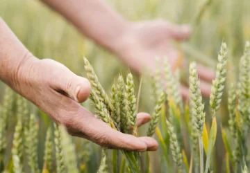 A magyar agrárium jövője a tét