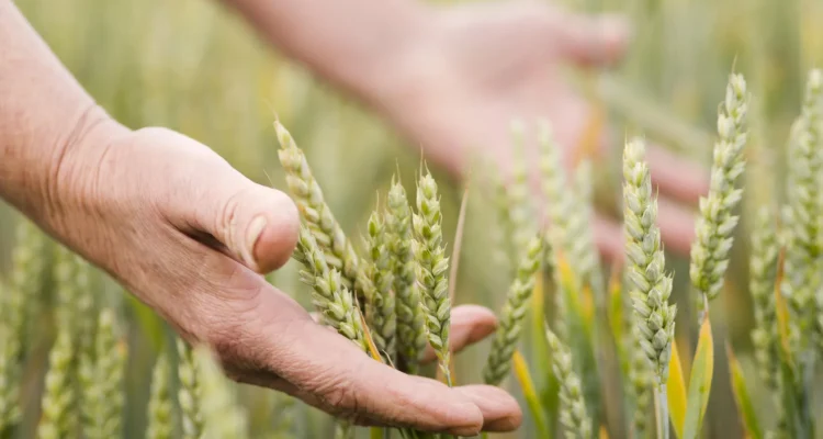 A magyar agrárium jövője a tét