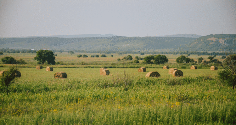 Igénybe vesz-e minden támogatást, ami Önnek jár? Közvetlen támogatási lehetőségek, változások és ellenőrzési tapasztalatok